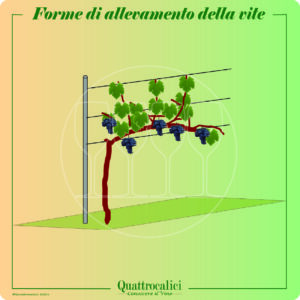 forme di allevamento della vite