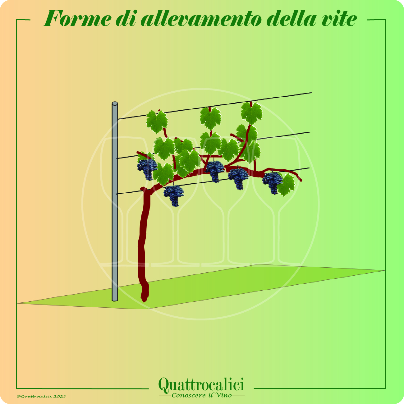 forme di allevamento della vite