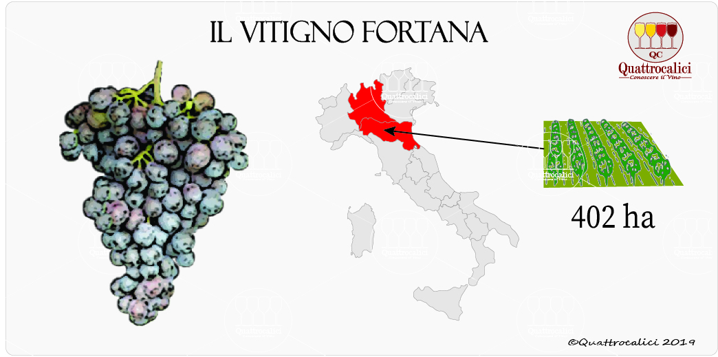 vitigno fortana