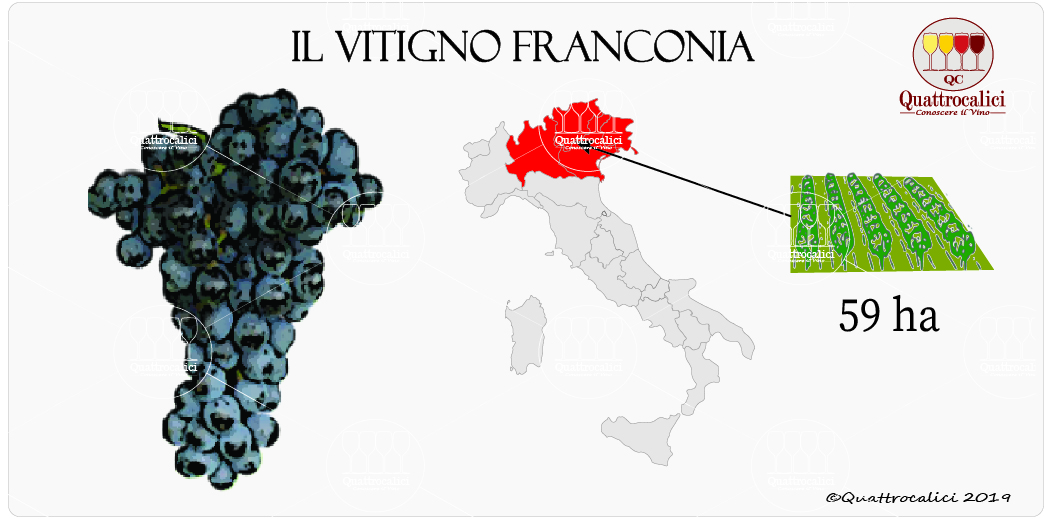 vitigno franconia