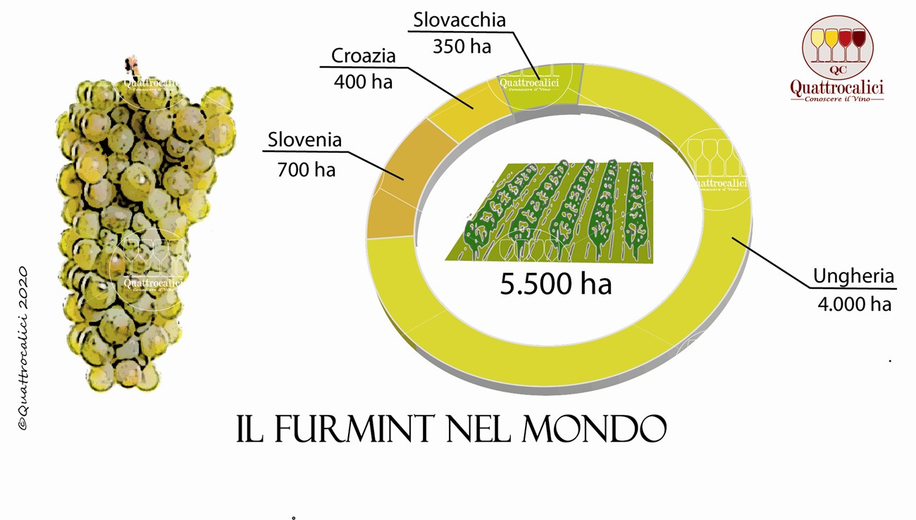 vitigno furmint
