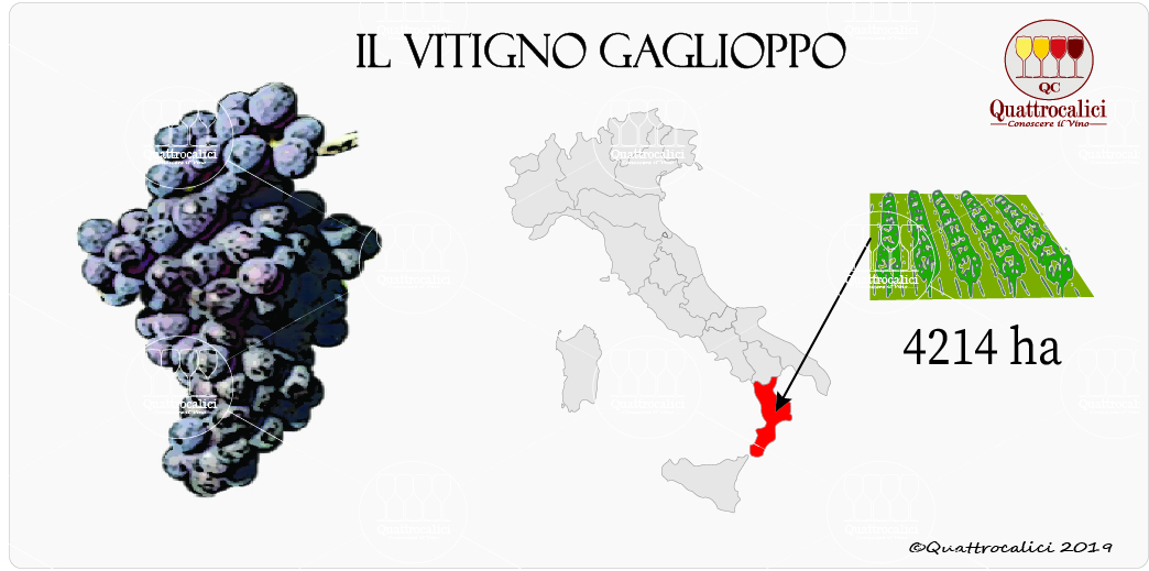 vitigno gaglioppo
