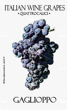 gaglioppo vitigno