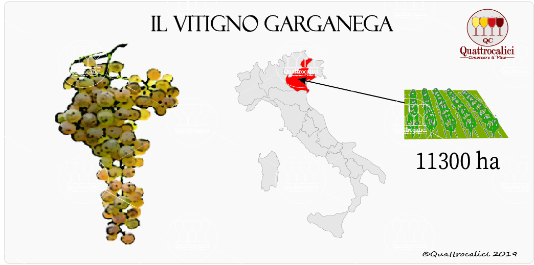 vitigni garganega
