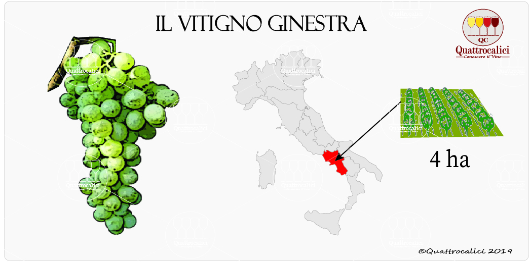 vitigno ginestra