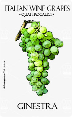 ginestra vitigno
