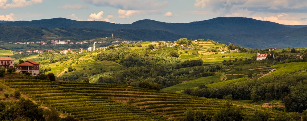 provincia gorizia vini