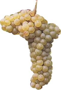 grappolo-alato