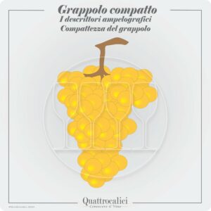 grappolo compatto