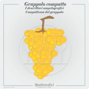 grappolo compatto