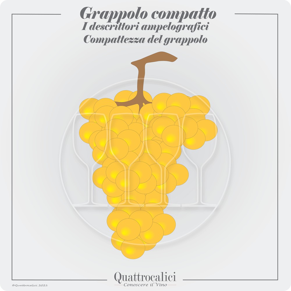 grappolo compatto