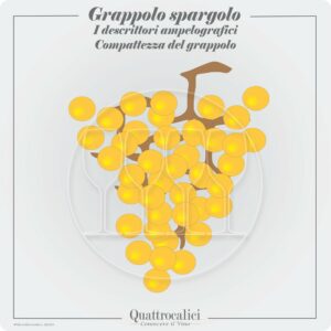 grappolo spargolo