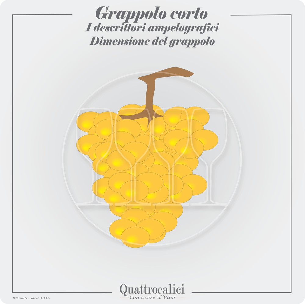 grappolo corto