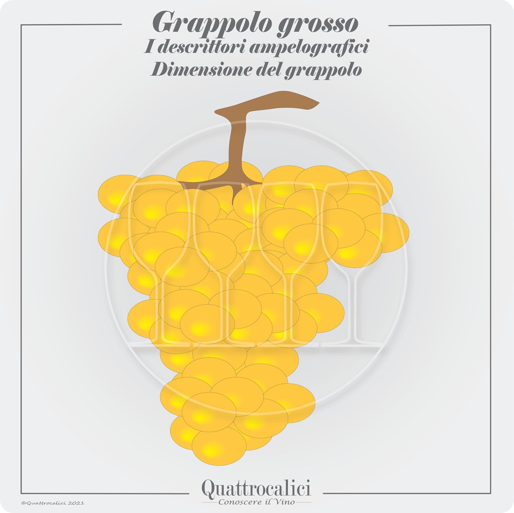 grappolo grosso