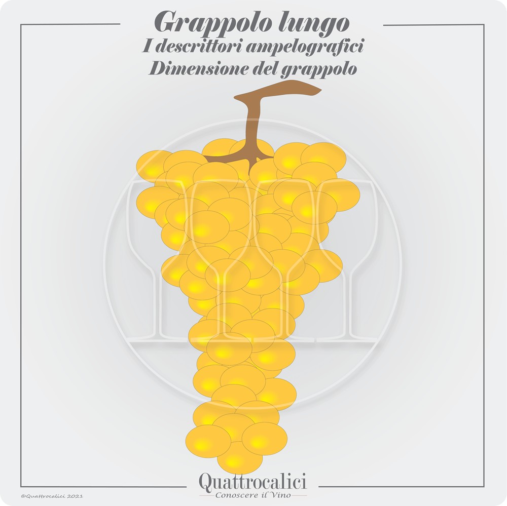 grappolo lungo