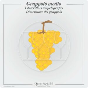 grappolo medio