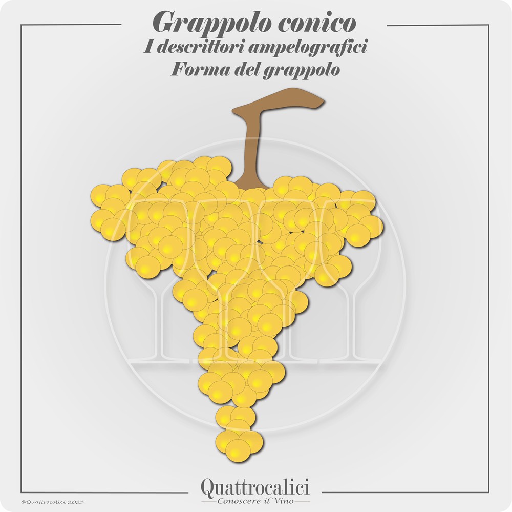 forma grappolo conico