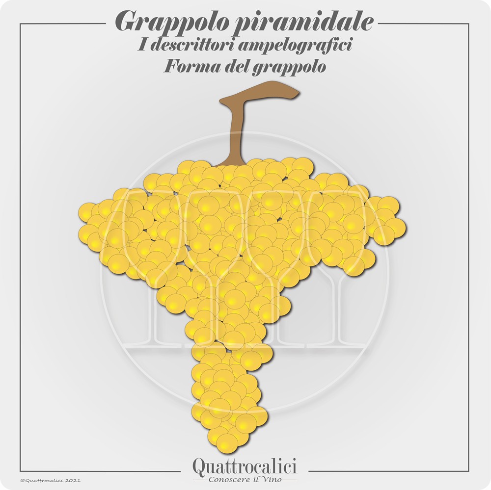 forma grappolo piramidale