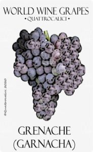 grenache vitigno