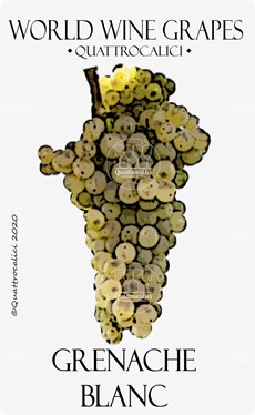 vitigno grenache blanc