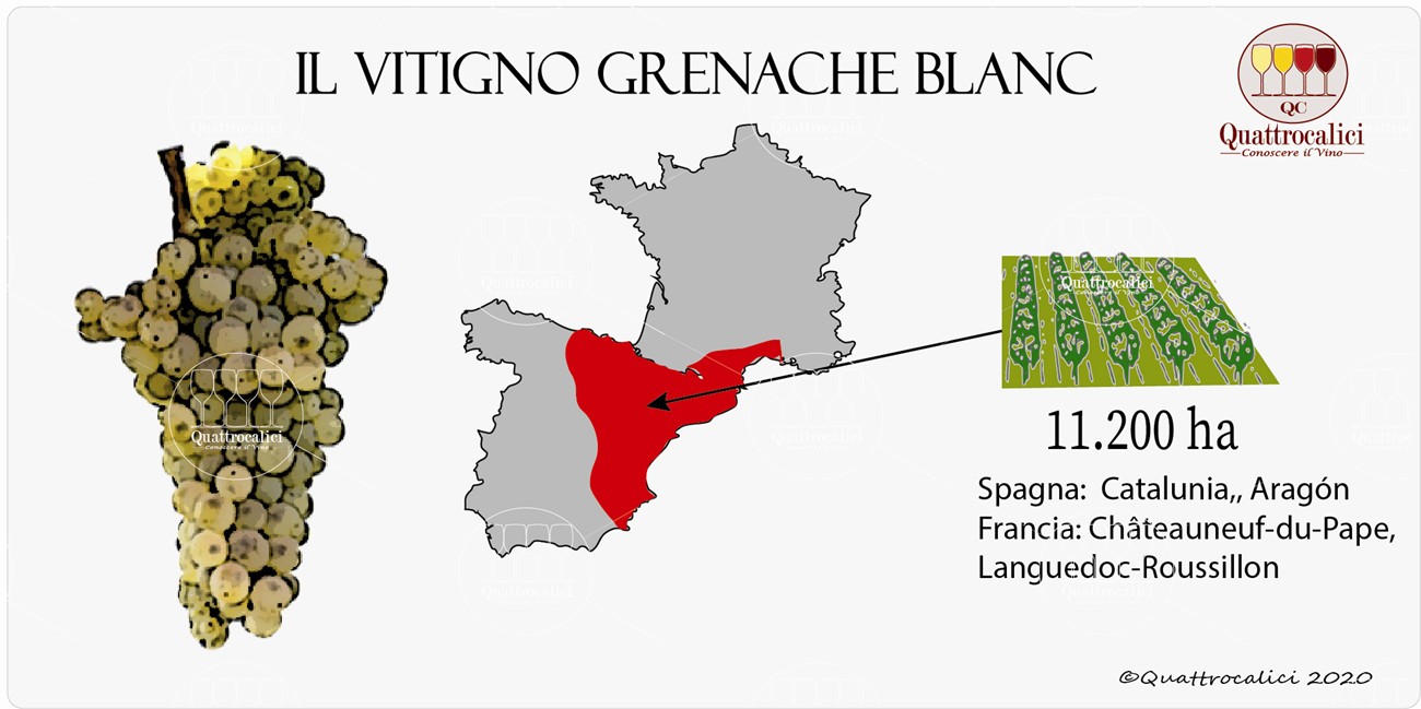 grenache blanc vitigno
