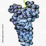 grignolino vitigno