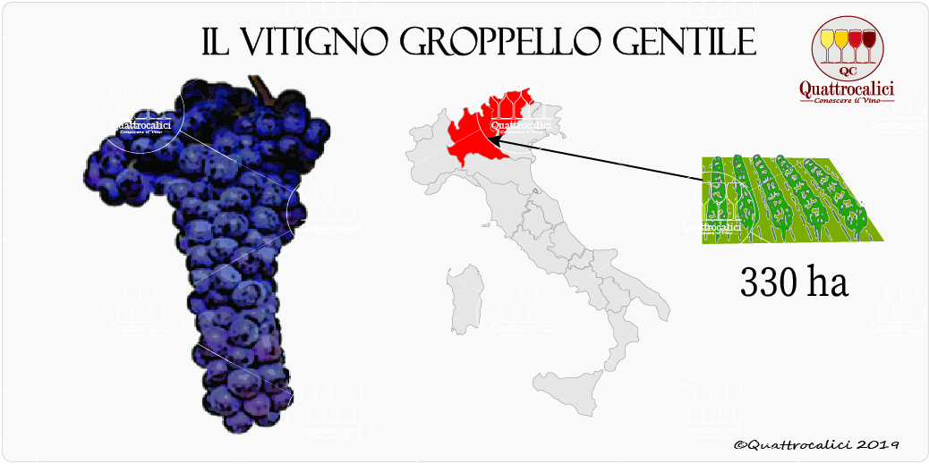 vitigno groppello gentile