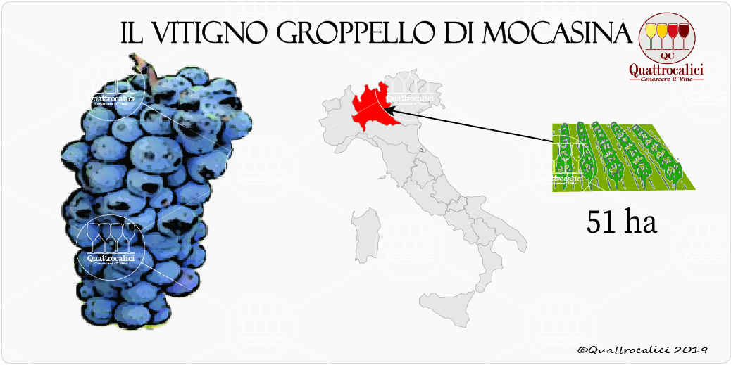 vitigno groppello di mocasina