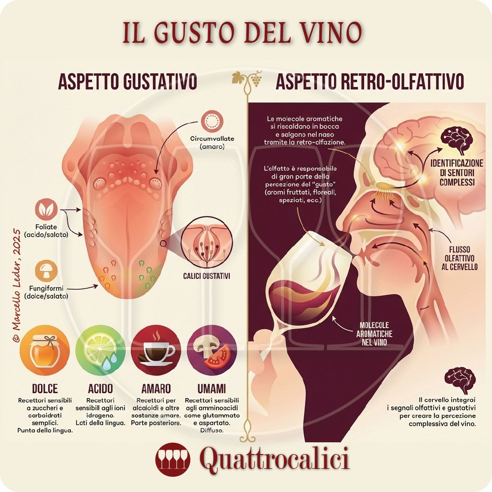 la percezione del gusto nel vino