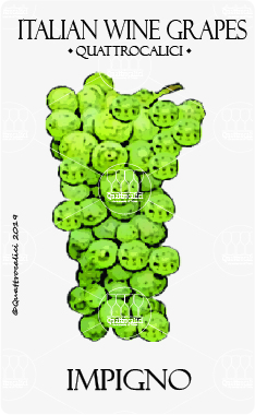 impigno vitigno