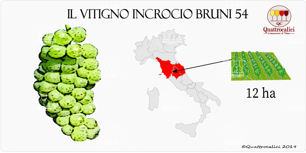 vitigno incrocio bruni 55