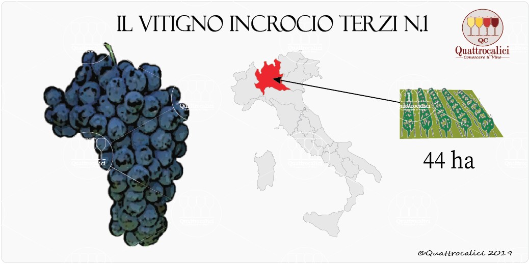 vitigno incrocio terzi n.2