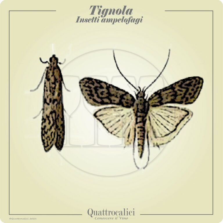 Tignola Rigata Tignola della vite - Quattrocalici - Il Glossario del vino