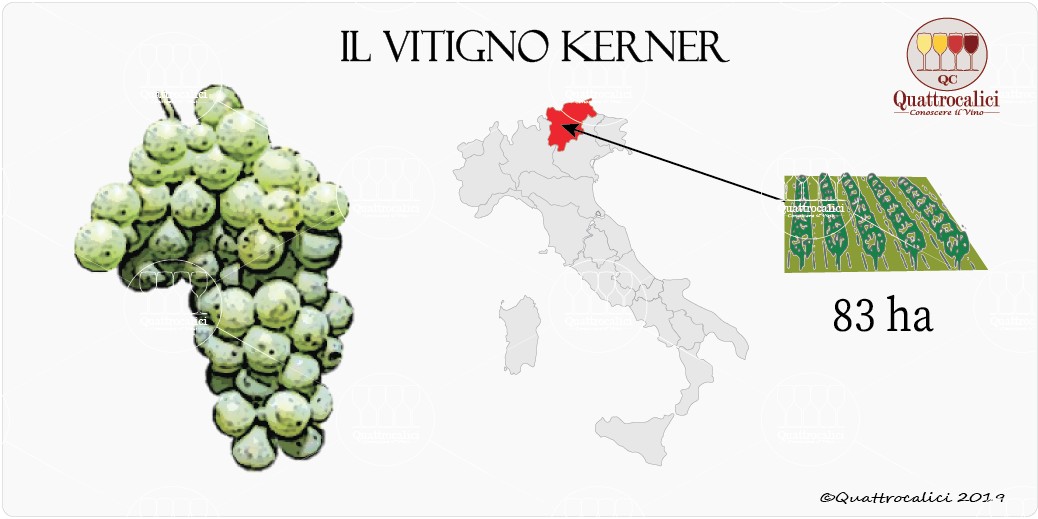 vitigno kerner