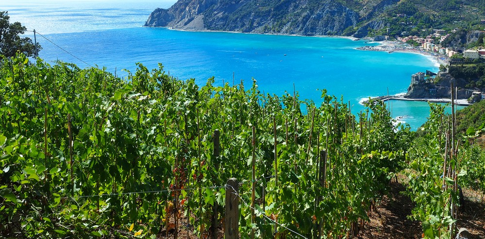 provincia la spezia vino