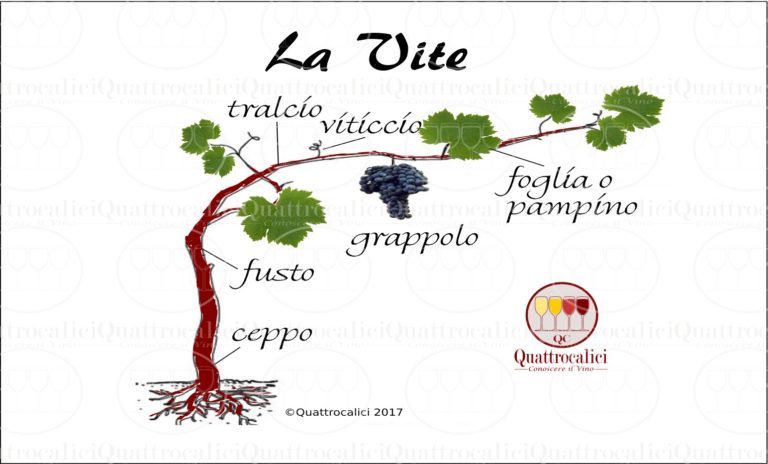 la vite da vino