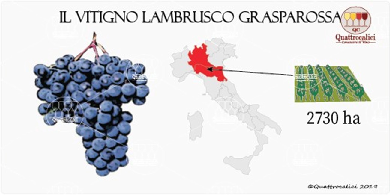 vitigno lambrusco grasparossa