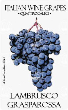 lambrusco grasparossa vitigno
