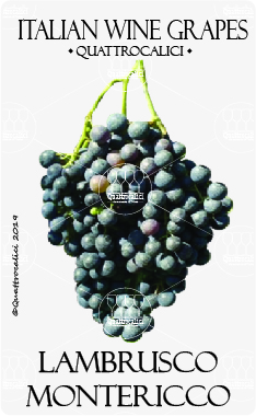 lambrusco montericco vitigno