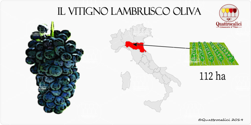 Lambrusco Oliva - Quattrocalici - L'Atlante dei Vitigni