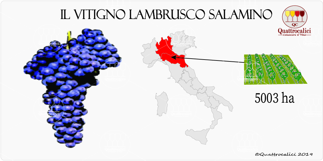 vitigno lambrusco salamino