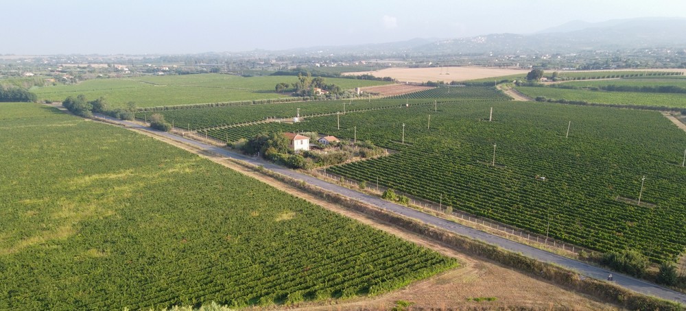 provincia latina vino