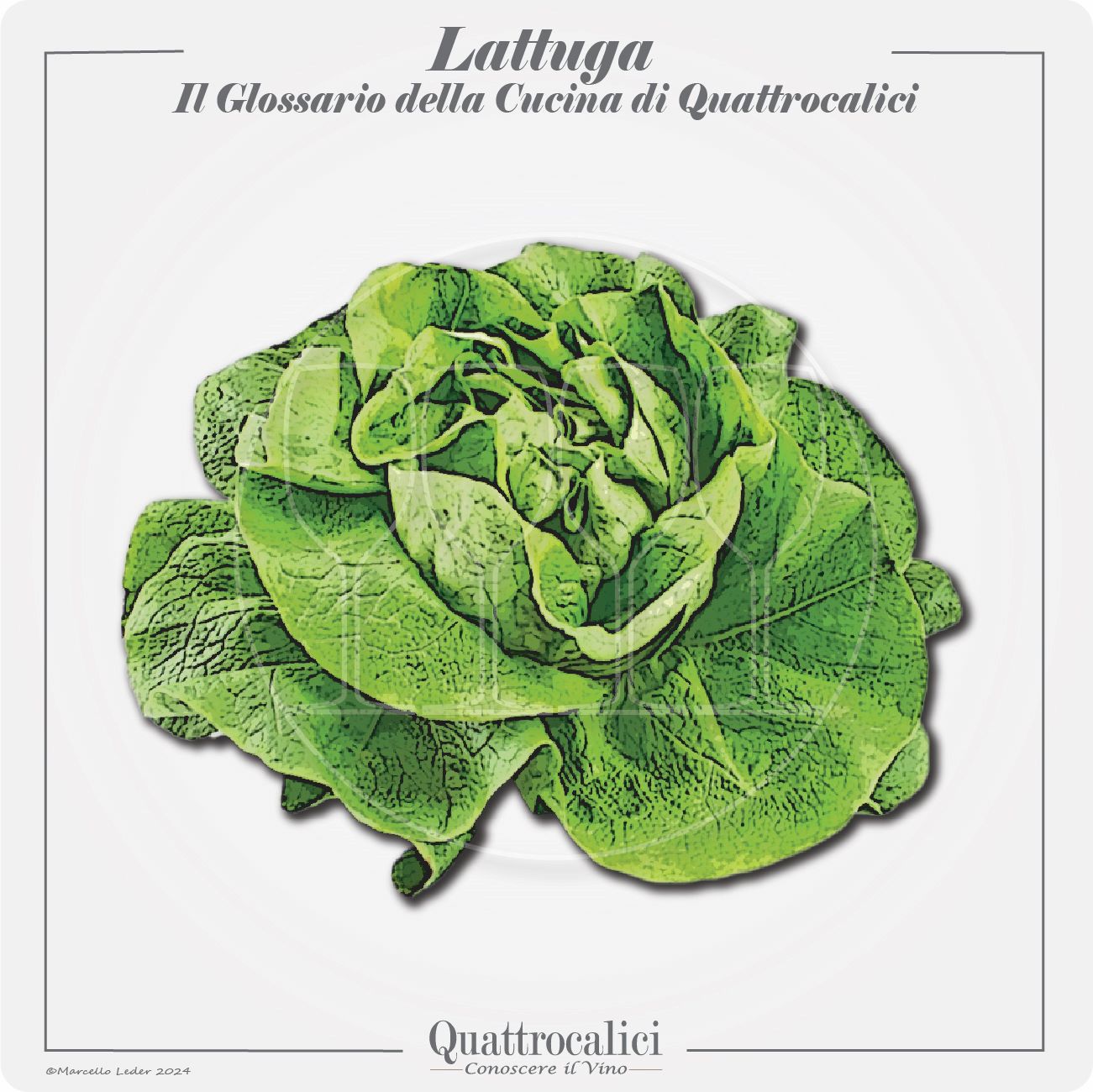 la lattuga in cucina e con i vini