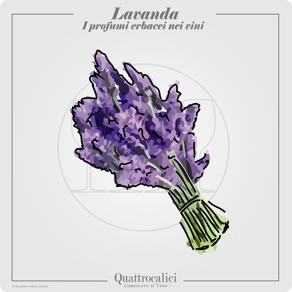 il profumo di lavanda nei vini