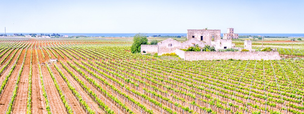 provincia lecce vino