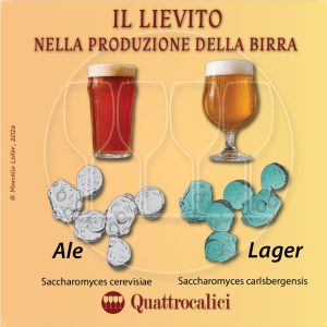 I lieviti nella produzione della birra