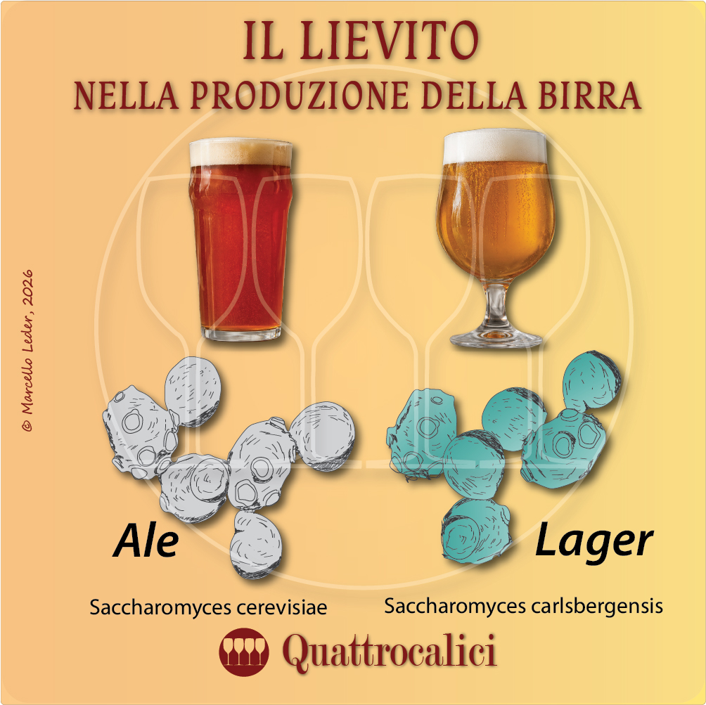 I lieviti nella produzione della birra