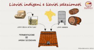 lieviti indigeni e lieviti selezionati