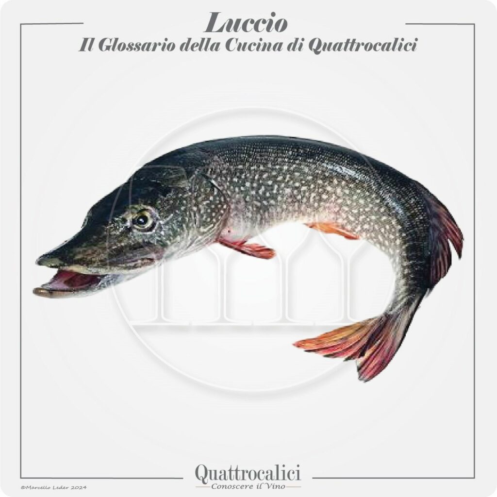 il luccio in cucina e con il vino