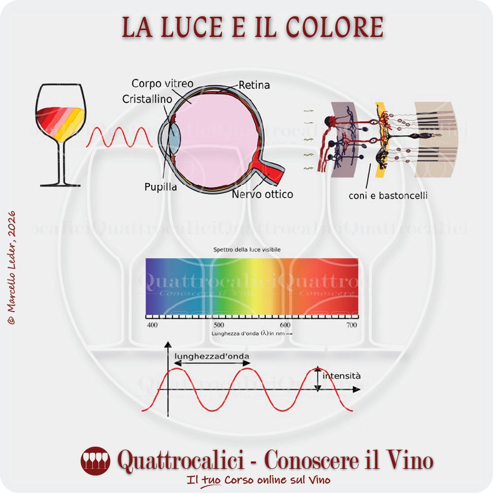 Percezione del colore e degustazione del vino